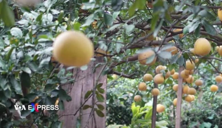 Tỉnh Hòa Bình lần đầu xuất khẩu bưởi sang Mỹ Tỉnh Hòa Bình lần đầu xuất khẩu bưởi sang Mỹ