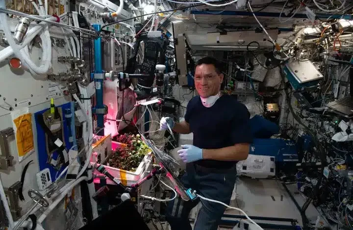 Astronauts finally find missing tomato that was lost for 8 months in the ISS Astronauts finally find missing tomato that was lost for 8 months in the ISS