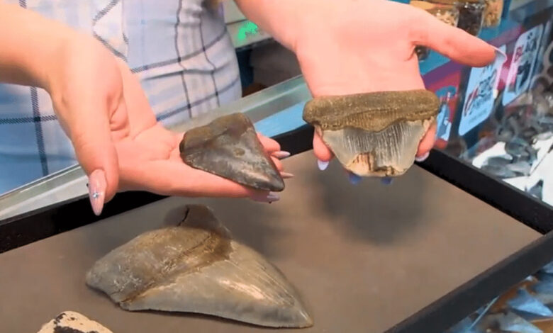 Woman discovers 12 million-year-old object while walking on the beach Woman discovers 12 million-year-old object while walking on the beach