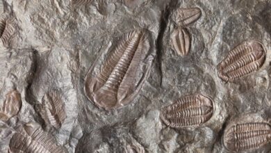 Scientists make breakthrough 1.75 billion-year-old discovery about origin of life