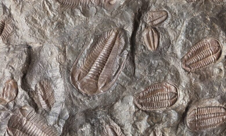 Scientists make breakthrough 1.75 billion-year-old discovery about origin of life Scientists make breakthrough 1.75 billion-year-old discovery about origin of life