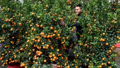 In an age of social detachment, significance of Tet lost on young Vietnamese