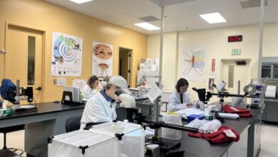 Santa Clara County to eradicate aggressive mosquito species