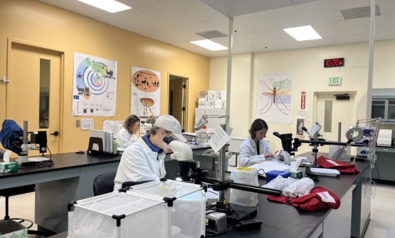 Santa Clara County to eradicate aggressive mosquito species Santa Clara County to eradicate aggressive mosquito species