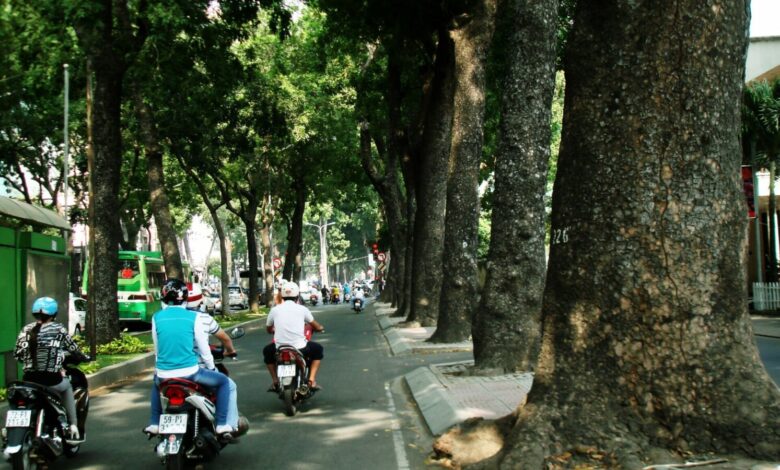 Sài Gòn ‘đào tận gốc, trốc tận rễ’ cây xanh