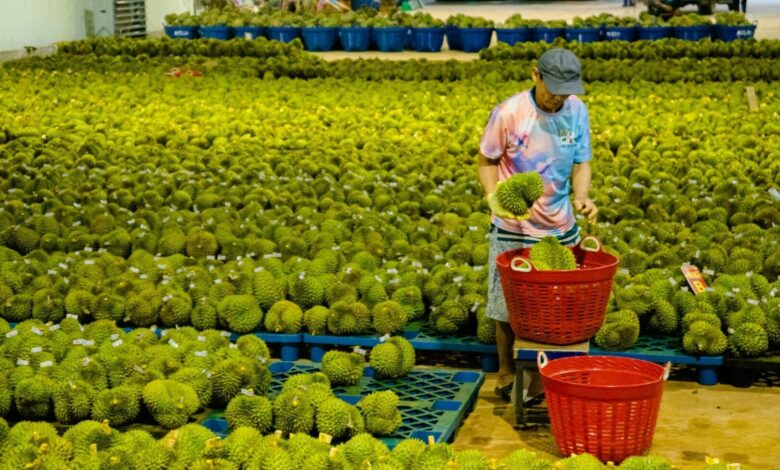 Sầu riêng – ‘Vua’ của các loại trái cây! Sầu riêng – ‘Vua’ của các loại trái cây!