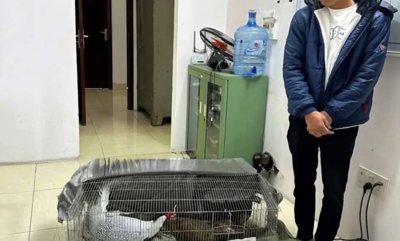 Án tù người nuôi gà lôi trắng: công bằng hay thiếu nhân văn? – Bình luận Án tù người nuôi gà lôi trắng: công bằng hay thiếu nhân văn? – Bình luận