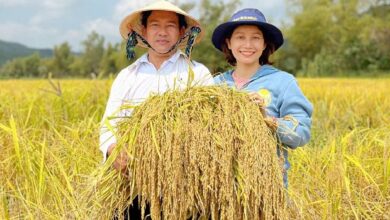 Tiến sĩ phục tráng thành công giống nếp tiến vua