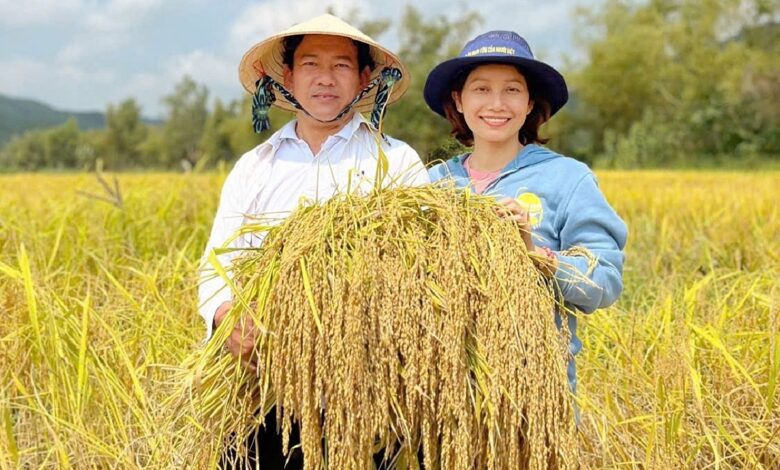 Tiến sĩ phục tráng thành công giống nếp tiến vua Tiến sĩ phục tráng thành công giống nếp tiến vua