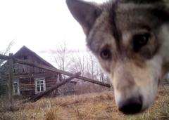 Vùng cấm tại Chernobyl và biên giới liên Triều hóa thiên đường hoang dã Vùng cấm tại Chernobyl và biên giới liên Triều hóa thiên đường hoang dã