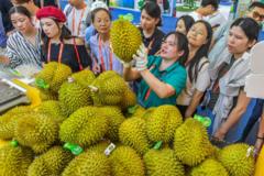 Sầu riêng Việt Nam liệu có bắt kịp Thái Lan ở Trung Quốc? Sầu riêng Việt Nam liệu có bắt kịp Thái Lan ở Trung Quốc?