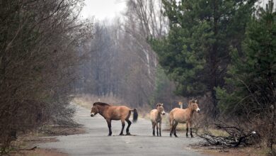 Động vật quý hiếm phát triển mạnh ở Vùng cấm Chernobyl