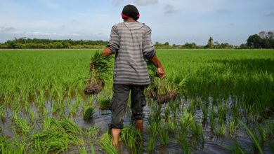 Malaysia sẽ làm mưa nhân tạo để trồng lúa