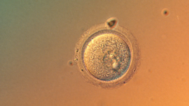 Lần đầu chỉnh sửa chính xác gene phôi người