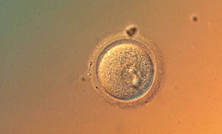 Lần đầu chỉnh sửa chính xác gene phôi người Lần đầu chỉnh sửa chính xác gene phôi người