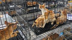 Giải cứu hàng trăm con mèo bị bắt trộm để giết thịt ở Việt Nam