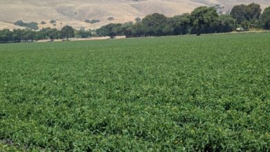 Parcel tax helps preserve Santa Clara County open space
