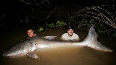 Cách để bảo tồn cá khổng lồ sông Mekong