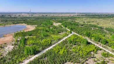 ‘Vạn lý Trường thành Xanh’ biến sa mạc thành bể chứa carbon