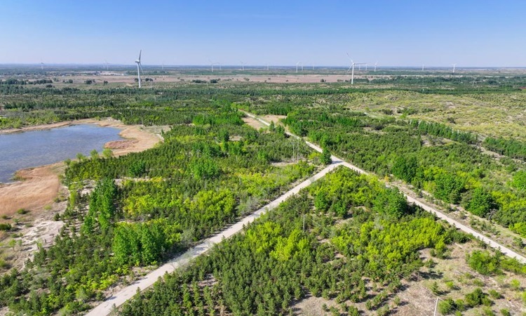 ‘Vạn lý Trường thành Xanh’ biến sa mạc thành bể chứa carbon ‘Vạn lý Trường thành Xanh’ biến sa mạc thành bể chứa carbon