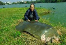 PGS.TS Hà Đình Đức: Di sản và Hành trình Cuộc đời của Nhà Khoa học Xuất sắc PGS.TS Hà Đình Đức: Di sản và Hành trình Cuộc đời của Nhà Khoa học Xuất sắc
